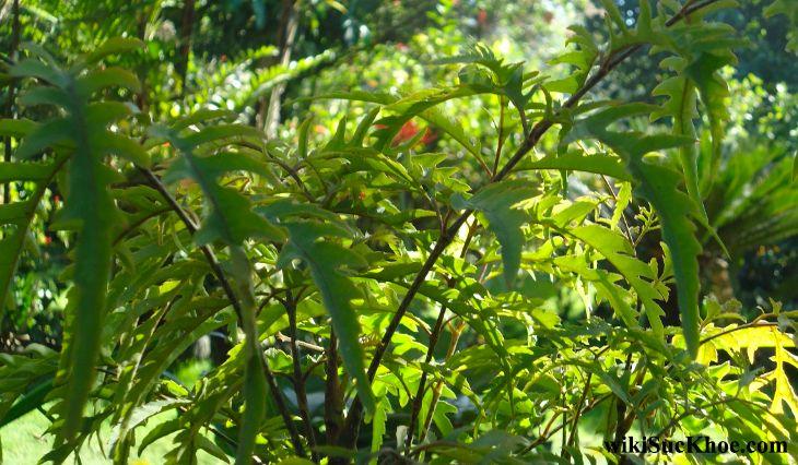 Công dụng tuyệt vời của Cây đinh lăng: Tăng cường tuần hoàn máu, giảm mệt mỏi, hỗ trợ giấc ngủ