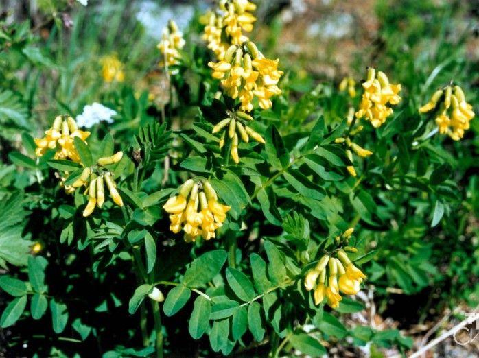 Hoàng Kỳ – Bí Mật Thiên Nhiên Cho Sức Khỏe và Năng Lượng!