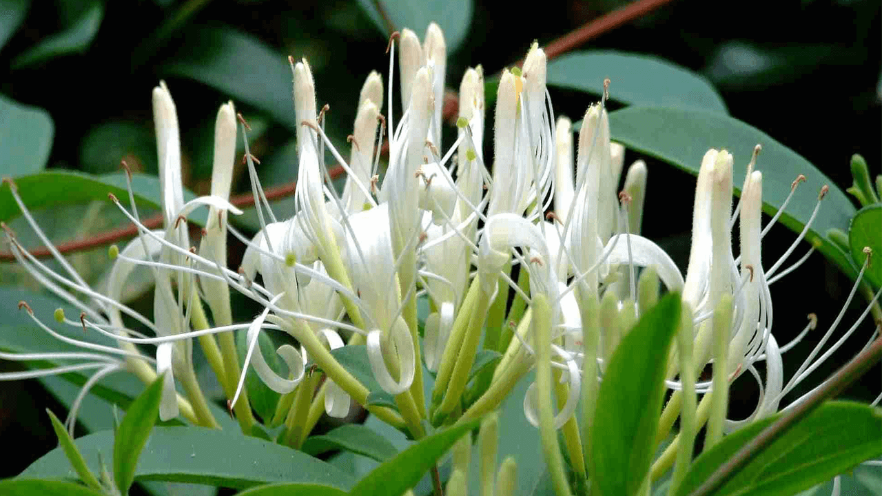 Kim Ngân Hoa – Bí Mật Thiên Nhiên Cho Sức Khỏe Kháng Virus và Cơ Thể Thanh Mát!