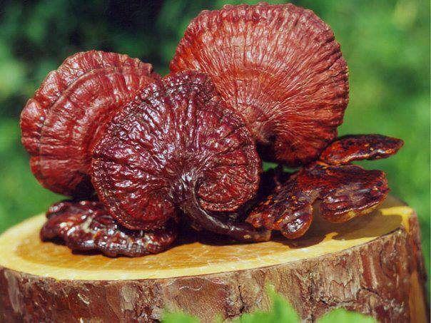 Công dụng tuyệt vời của nấm linh chi: Hỗ trợ miễn dịch, chống oxy hóa