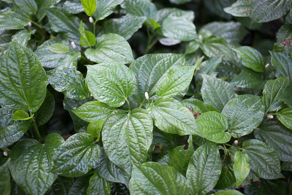 Công dụng của Lá Lốt: Bí quyết Giảm Viêm, Hỗ trợ Đau Khớp và Bệnh Tiêu Hóa