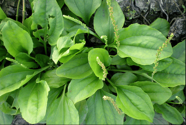 Mã Đề – Bí Mật Thiên Nhiên Cho Sức Khỏe Miễn Dịch và Làm Lành Vết Thương!