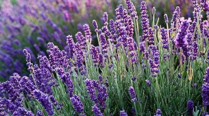 Công dụng tuyệt vời của hoa oải hương: Giảm căng thẳng, cải thiện giấc ngủ và làm dịu da