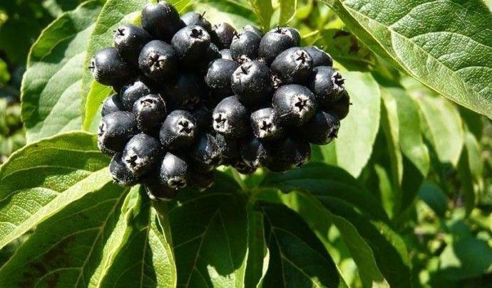 Sâm Siberia – Bí Mật Thiên Nhiên Cho Sức Đề Kháng và Tâm Trí Bình An!