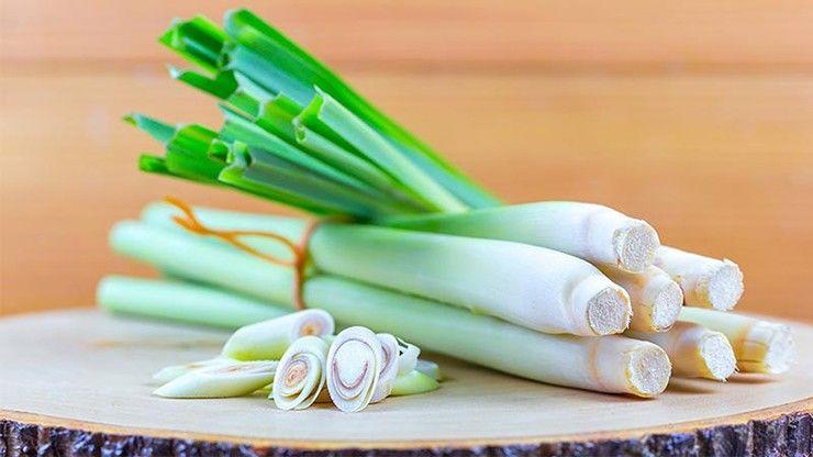 Công dụng tuyệt vời của Sả (Cymbopogon): Giảm căng thẳng, hỗ trợ tiêu hóa và kháng khuẩn